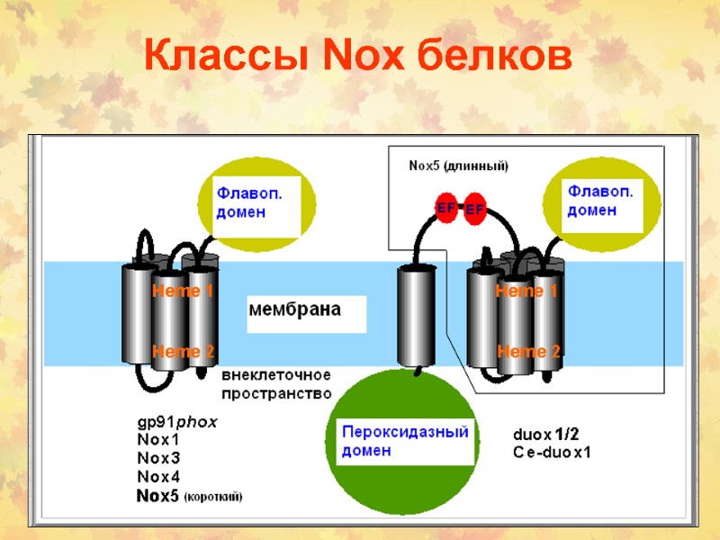 Классы Nox белков